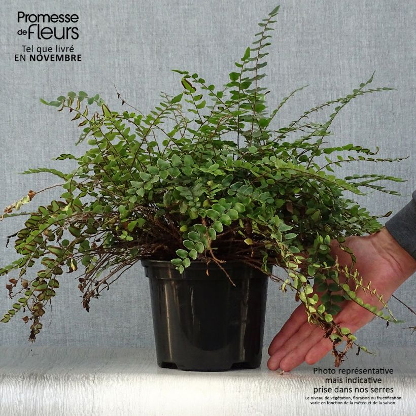 Example of Pellaea rotundifolia - Pellaea Topf mit 2L/3L as you get in automne