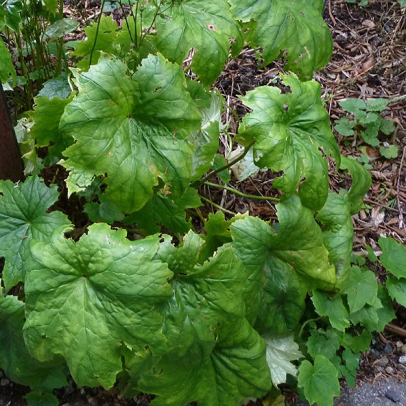 Peltoboykinia tellimoïdes - Tellimaähnliche Peltoboykinie (Foliage)
