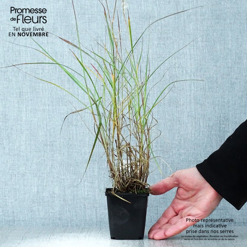 Example of Orientalisches Lampenputzergras - Pennisetum orientale Kleine Töpfe von 8/9 cm as you get in automne