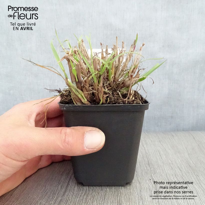 Exemplar von Orientalisches Lampenputzergras - Pennisetum orientale Kleine Töpfe von 8/9 cm wie im Frühjahr geliefert