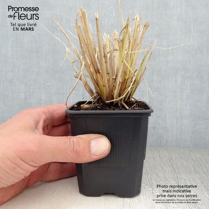 Exemplar von Pennisetum Windy Simonette - Federborstengras Kleine Töpfe von 8/9 cm wie im Frühjahr geliefert