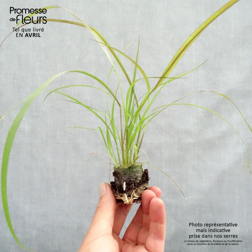 Example of Federborstengras Rubrum - Pennisetum advena Mini-Plug Ø 3/4 cm as you get in printemps