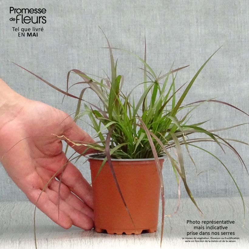 Example of Federborstengras Rubrum - Pennisetum advena Kleine Töpfe von 8/9 cm as you get in printemps