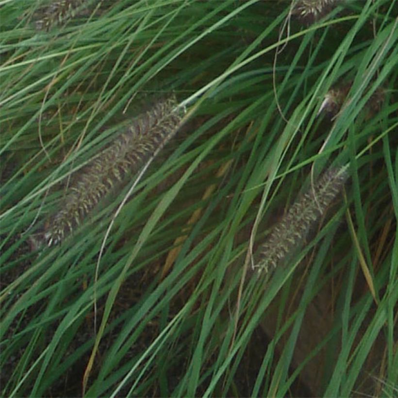 Lampenputzergras f. viridescens - Pennisetum alopecuroïdes (Foliage)