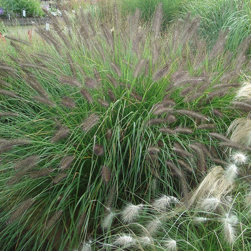 Lampenputzergras f. viridescens - Pennisetum alopecuroïdes (Plant habit)