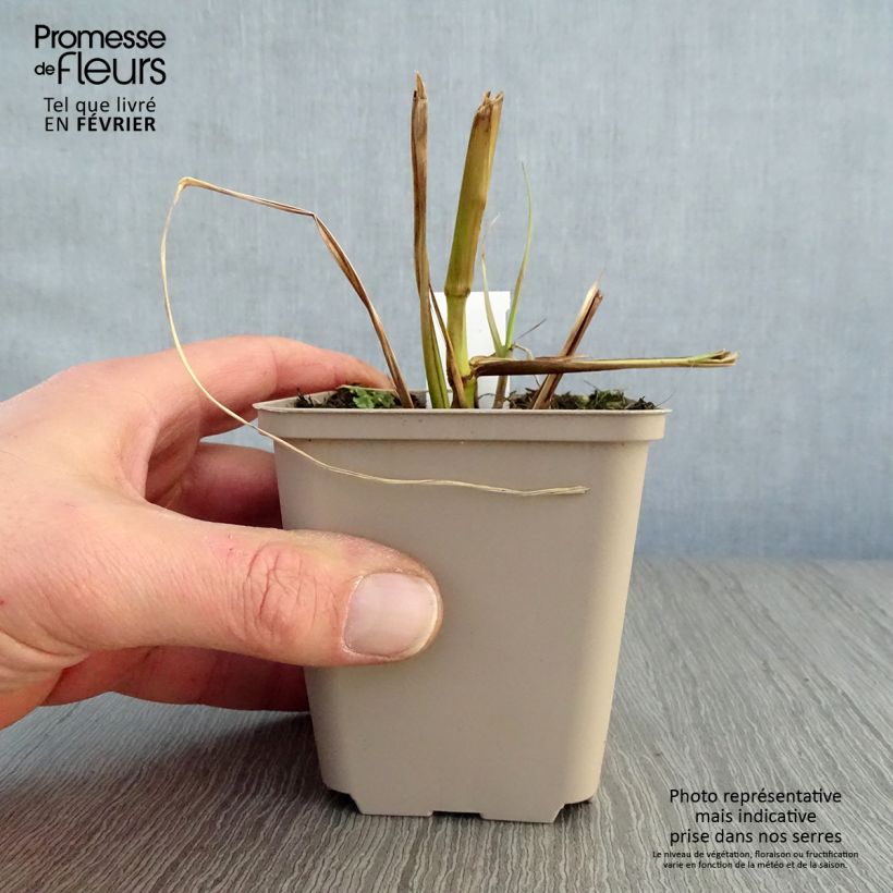 Exemplar von Lampenputzergras Black Beauty - Pennisetum alopecuroïdes Kleine Töpfe von 8/9 cm wie im Winter geliefert