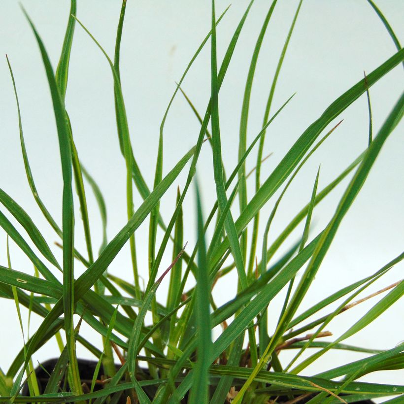 Lampenputzergras Gelbstiel - Pennisetum alopecuroïdes (Foliage)