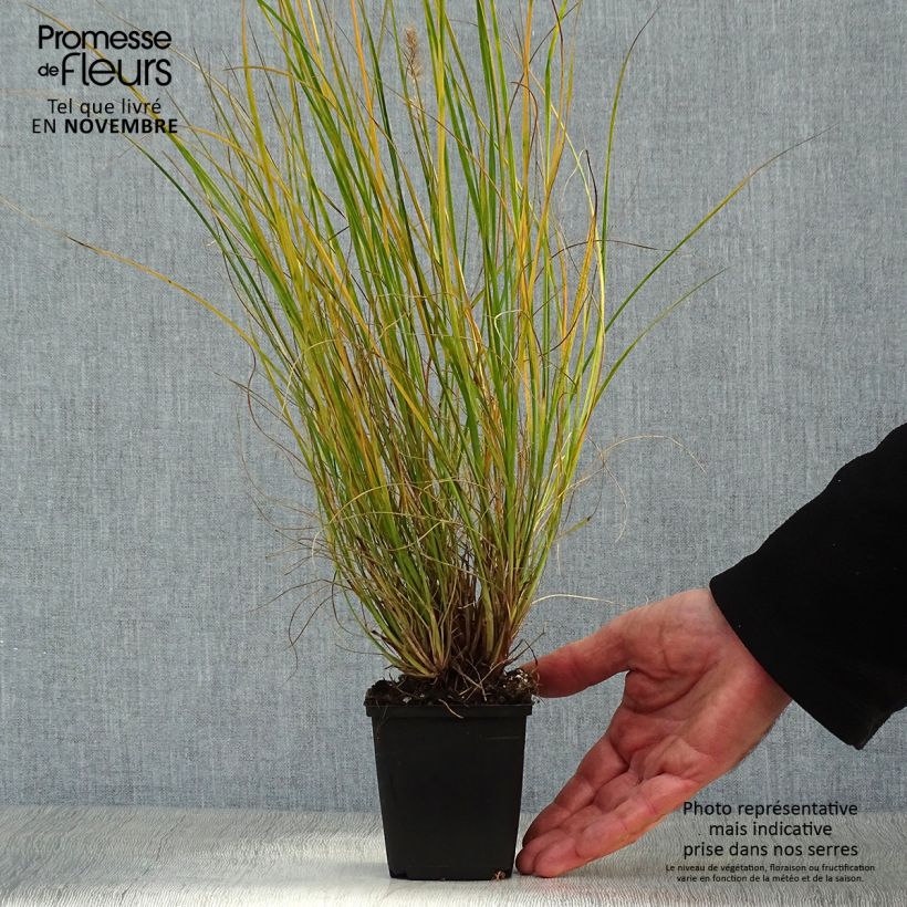 Example of Lampenputzergras Gelbstiel - Pennisetum alopecuroïdes Kleine Töpfe von 8/9 cm as you get in automne