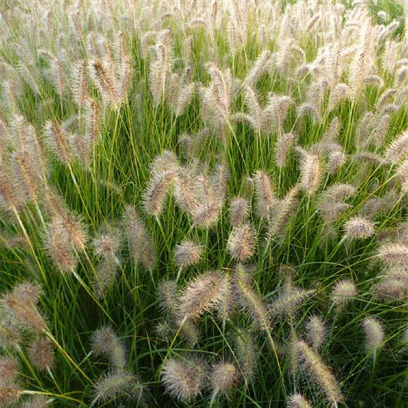 Lampenputzergras Goldstrich - Pennisetum alopecuroides (Flowering)