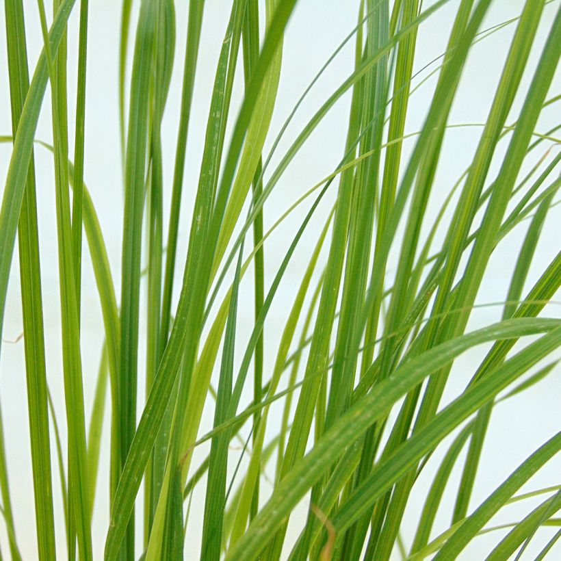 Lampenputzergras Goldstrich - Pennisetum alopecuroides (Foliage)