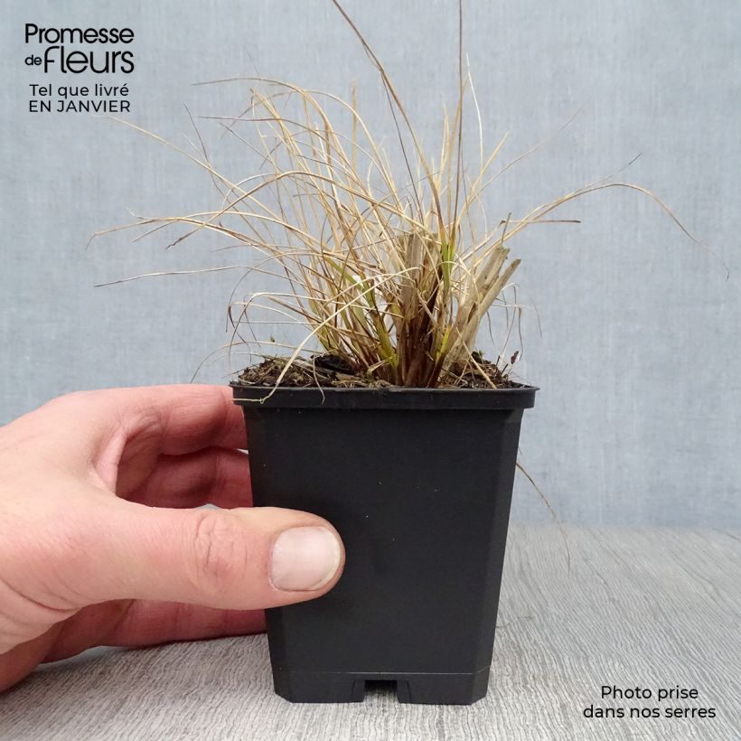 Exemplar von Lampenputzergras Goldstrich - Pennisetum alopecuroides Kleine Töpfe von 8/9 cm wie im Winter geliefert