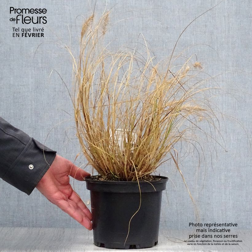 Exemplar von Lampenputzergras Hameln - Pennisetum alopecuroïdes Topf mit 3L/4L wie im Winter geliefert