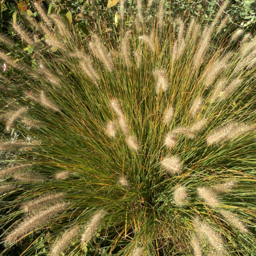 Lampenputzergras Hameln - Pennisetum alopecuroïdes (Plant habit)