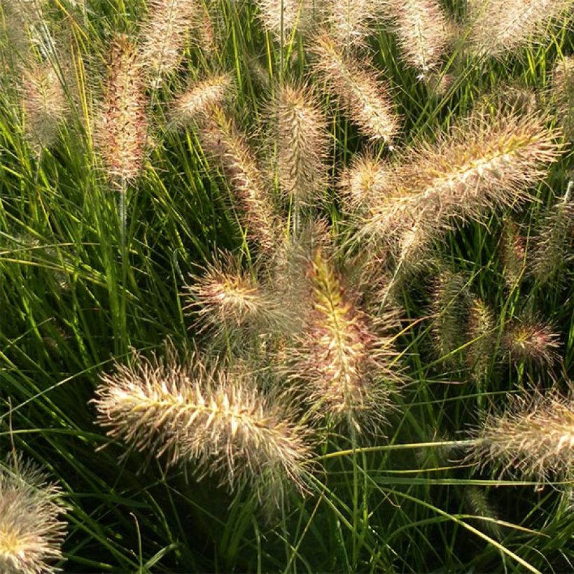 Lampenputzergras Hameln - Pennisetum alopecuroïdes (Flowering)