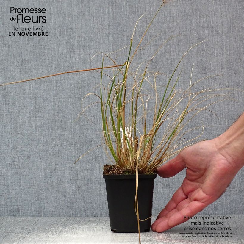 Example of Lampenputzergras Hameln - Pennisetum alopecuroïdes Kleine Töpfe von 8/9 cm as you get in automne