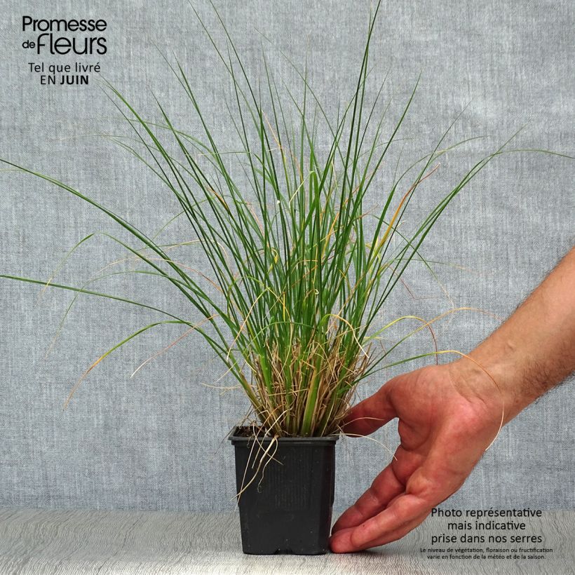 Exemplar von Lampenputzergras Hameln - Pennisetum alopecuroïdes Kleine Töpfe von 8/9 cm wie im Sommer geliefert