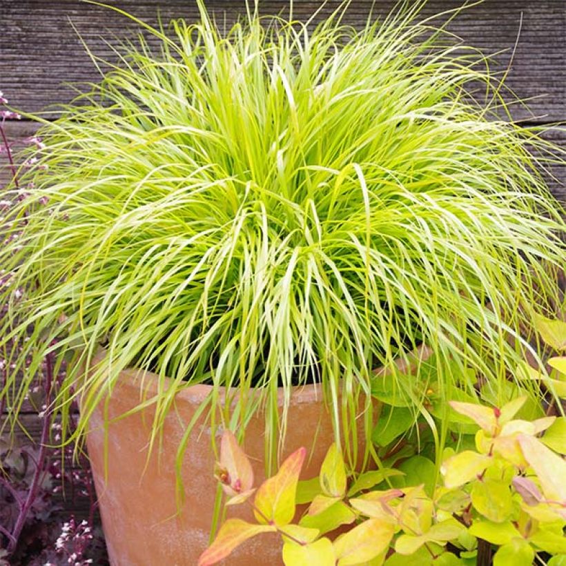 Lampenputzergras Hameln Gold - Pennisetum alopecuroïdes (Plant habit)