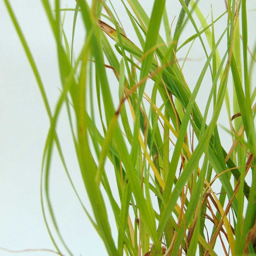 Lampenputzergras Hameln Gold - Pennisetum alopecuroïdes (Foliage)