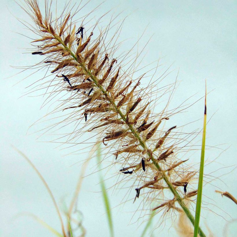 Lampenputzergras Hameln Gold - Pennisetum alopecuroïdes (Flowering)
