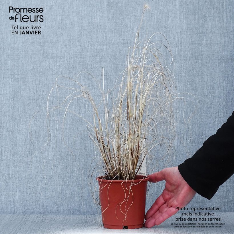 Exemplar von Lampenputzergras Hameln Gold - Pennisetum alopecuroïdes Topf mit 1L/1,5L wie im Winter geliefert