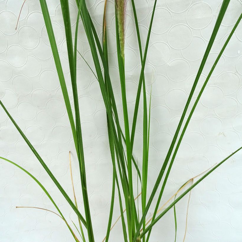 Lampenputzergras Herbstzauber - Pennisetum alopecuroïdes (Foliage)