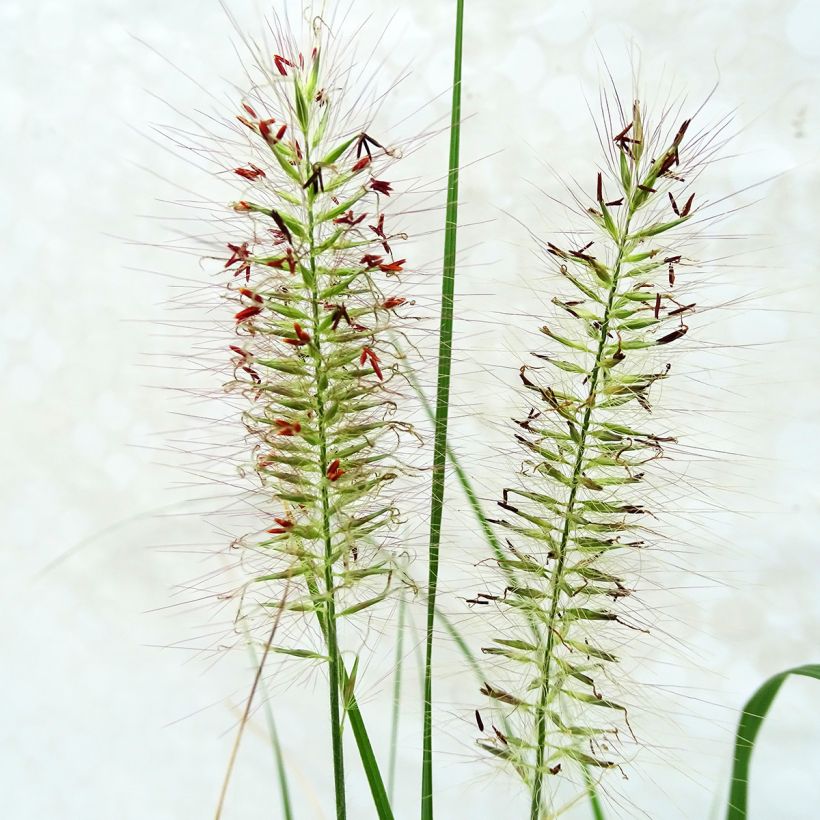 Lampenputzergras Herbstzauber - Pennisetum alopecuroïdes (Flowering)
