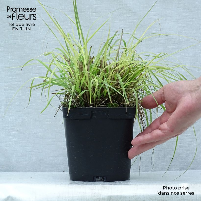 Example of Lampenputzergras Herbstzauber - Pennisetum alopecuroïdes Topf mit 2L/3L as you get in ete