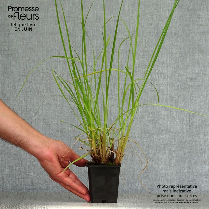 Exemplar von Lampenputzergras Japonicum - Pennisetum alopecuroïdes Kleine Töpfe von 8/9 cm wie im Sommer geliefert