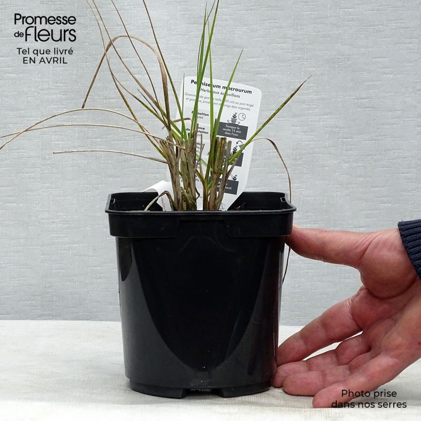 Exemplar von Lampenputzergras Japonicum - Pennisetum alopecuroïdes Topf mit 2L/3L wie im Frühjahr geliefert