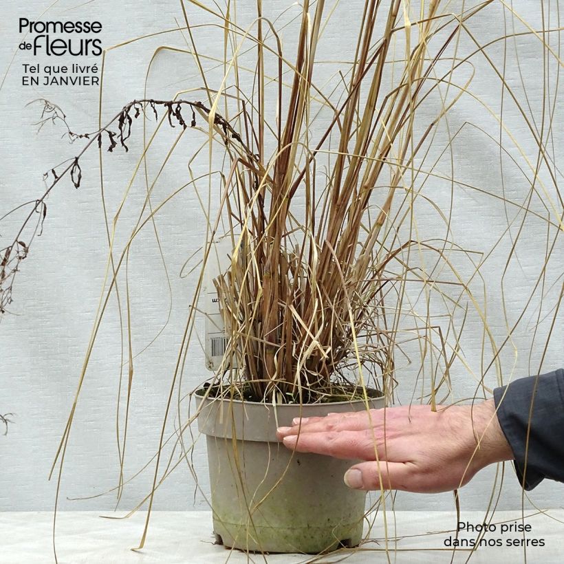 Exemplar von Lampenputzergras Japonicum - Pennisetum alopecuroïdes Topf mit 2L/3L wie im Winter geliefert