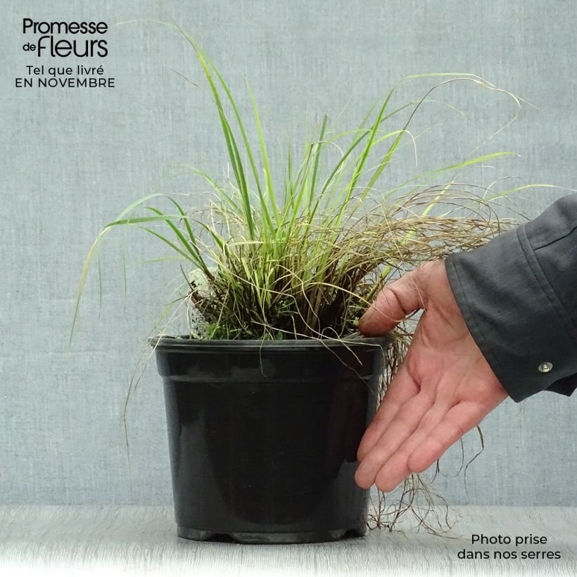 Example of Zwerg-Federborstengras Little Bunny - Pennisetum alopecuroïdes Topf mit 2L/3L as you get in automne