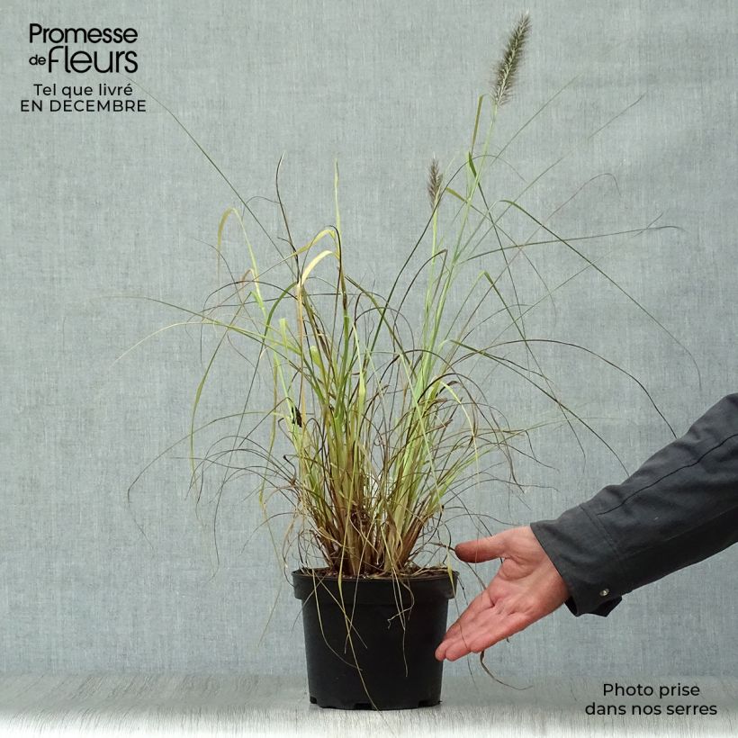 Exemplar von Lampenputzergras Moudry - Pennisetum alopecuroïdes Topf mit 2L/3L wie im Winter geliefert