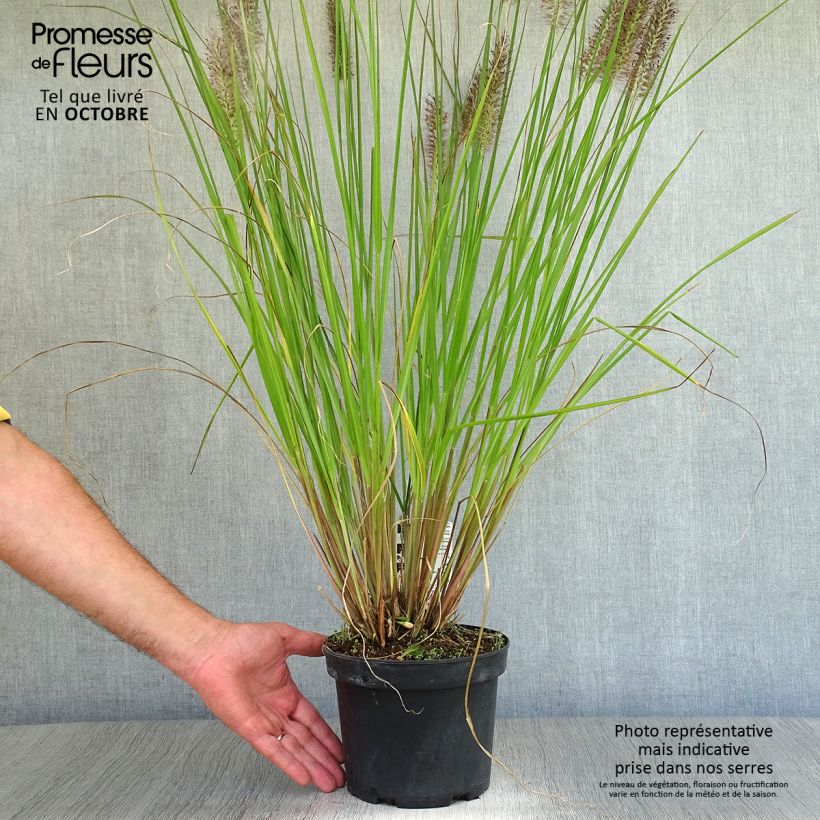 Example of Lampenputzergras Moudry - Pennisetum alopecuroïdes Topf mit 2L/3L as you get in automne