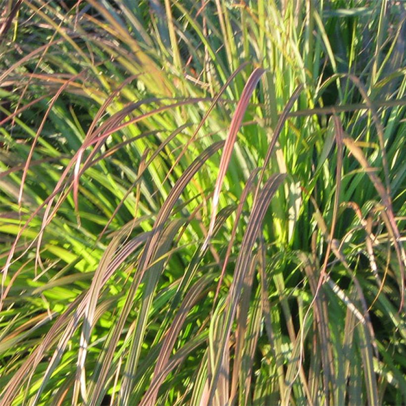 Lampenputzergras National Arboretum - Pennisetum alopecuroïdes (Foliage)