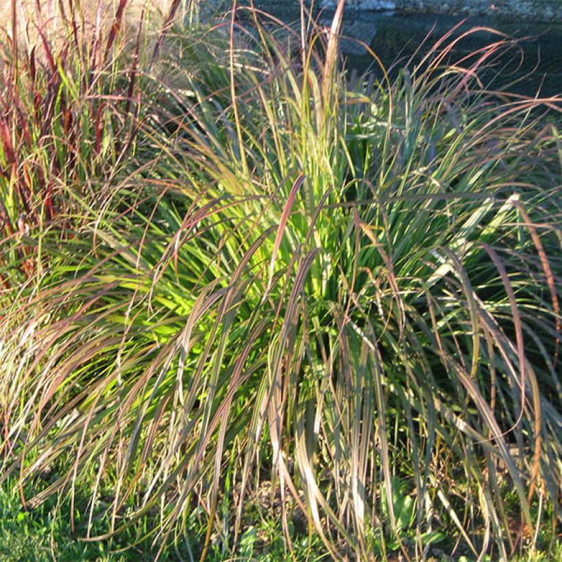 Lampenputzergras National Arboretum - Pennisetum alopecuroïdes (Plant habit)