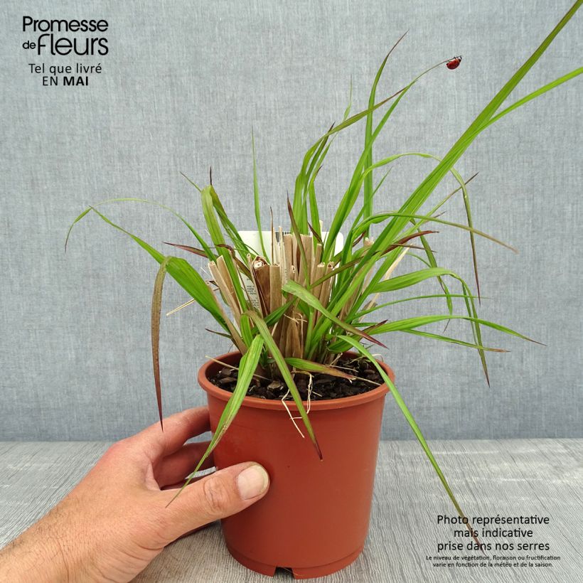 Exemplar von Lampenputzergras National Arboretum - Pennisetum alopecuroïdes Topf mit 1L/1,5L wie im Frühjahr geliefert
