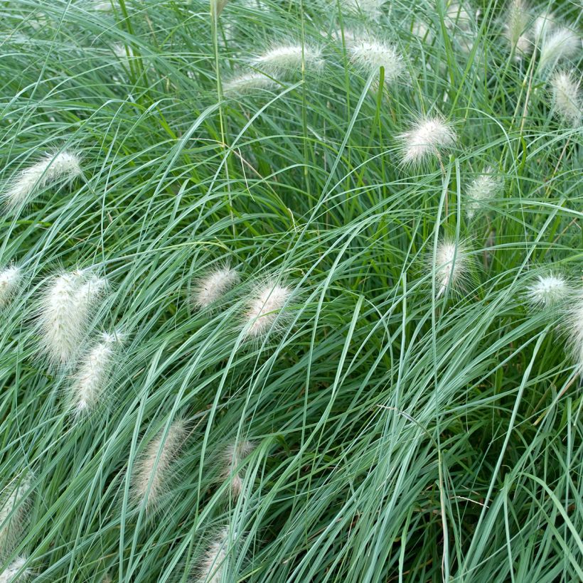 Lampenputzergras Piglet - Pennisetum alopecuroïdes (Foliage)