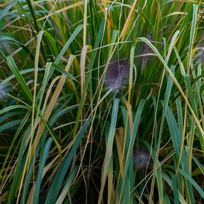Lampenputzergras Red Head - Pennisetum alopecuroïdes (Foliage)