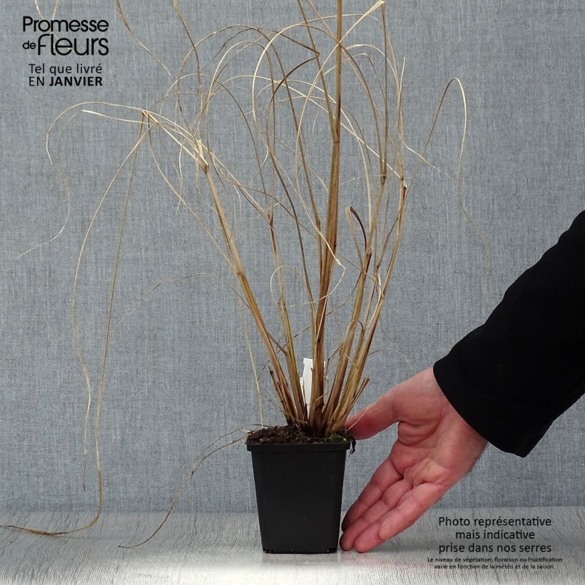 Exemplar von Lampenputzergras Red Head - Pennisetum alopecuroïdes Kleine Töpfe von 8/9 cm wie im Winter geliefert