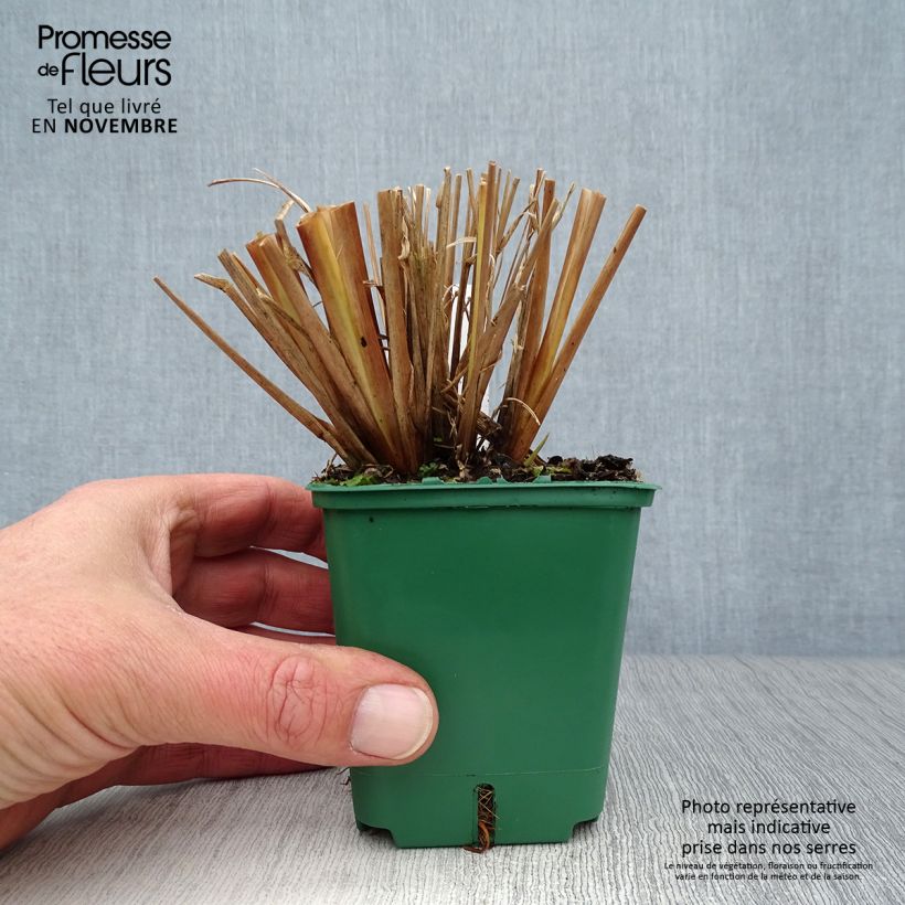 Example of Lampenputzergras f. viridescens - Pennisetum alopecuroïdes Kleine Töpfe von 8/9 cm as you get in automne