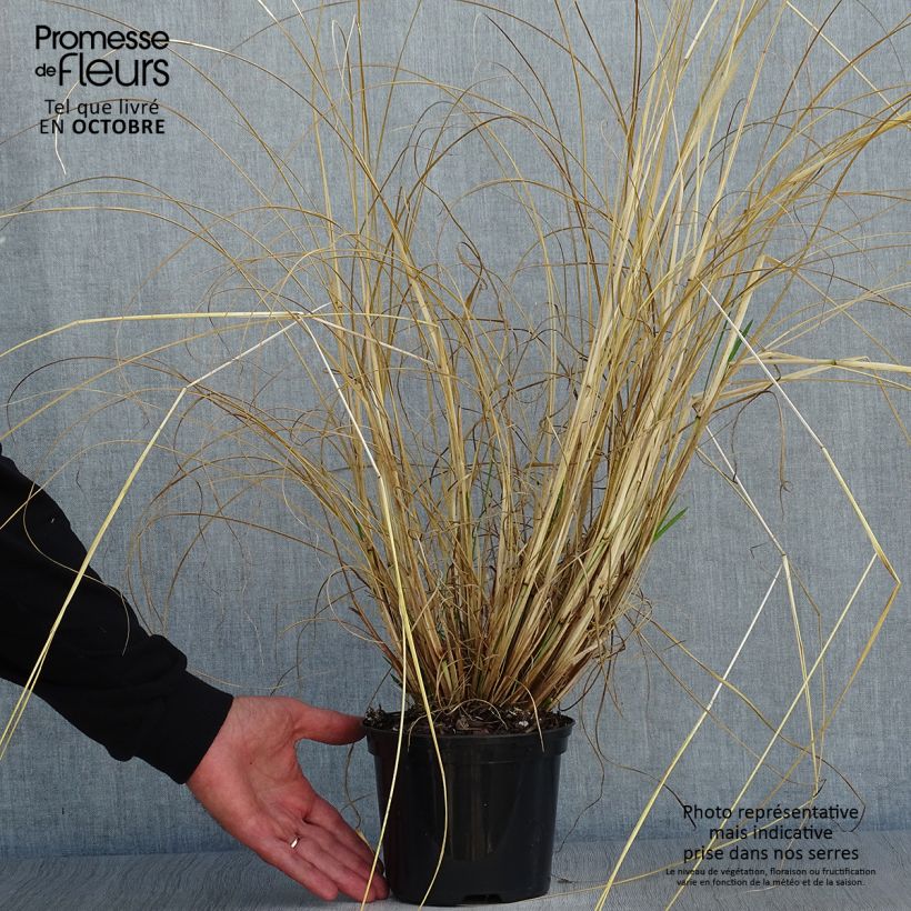 Example of Lampenputzergras f. viridescens - Pennisetum alopecuroïdes Topf mit 2L/3L as you get in automne