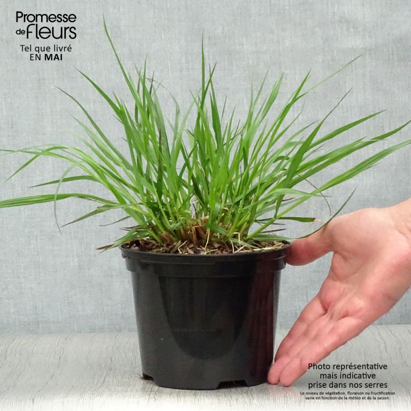 Exemplar von Lampenputzergras f. viridescens - Pennisetum alopecuroïdes Topf mit 2L/3L wie im Frühjahr geliefert