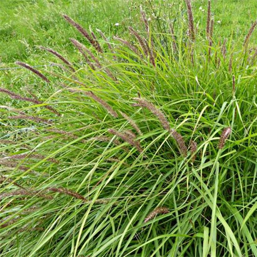 Lampenputzergras - Pennisetum incomptum (Flowering)