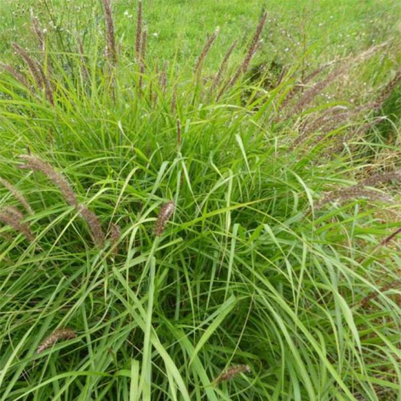Lampenputzergras - Pennisetum incomptum (Plant habit)