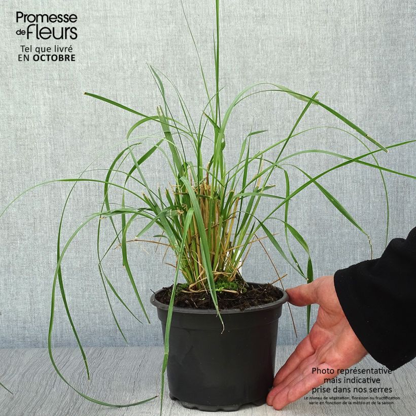 Example of Afrikanisches Lampenputzergras - Pennisetum macrourum Topf mit 2L/3L as you get in automne