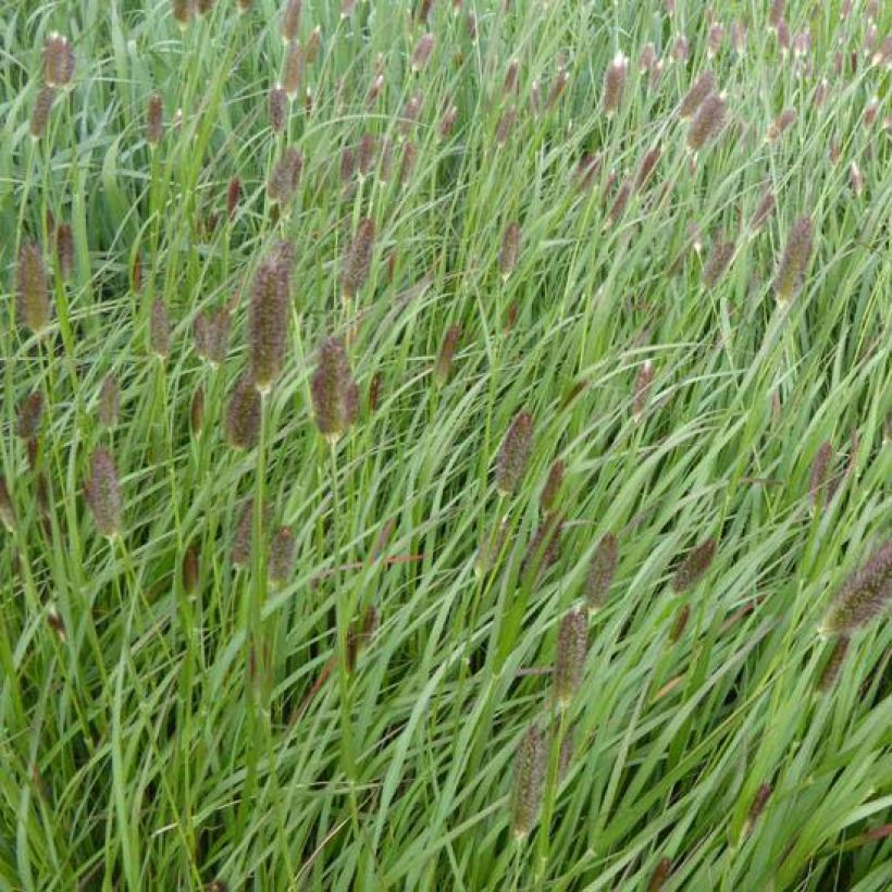 Lampenputzergras Red Button - Pennisetum massaicum (Flowering)
