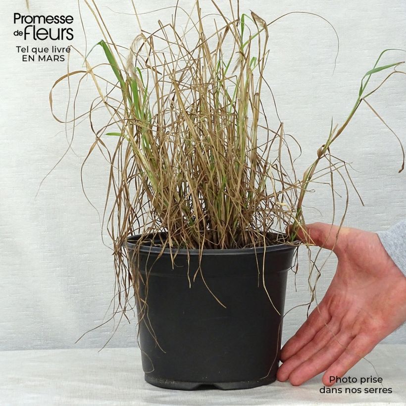 Exemplar von Orientalisches Lampenputzergras - Pennisetum orientale Topf mit 2L/3L wie im Frühjahr geliefert