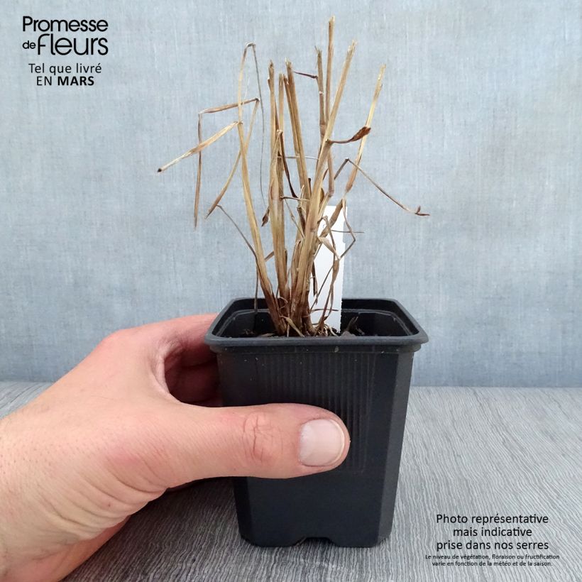 Exemplar von Orientalisches Lampenputzergras JS Dance With Me - Pennisetum orientale Kleine Töpfe von 8/9 cm wie im Frühjahr geliefert