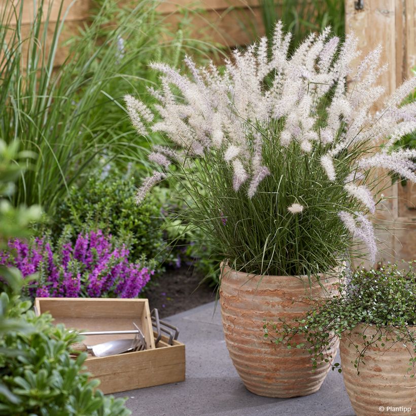 Orientalisches Lampenputzergras JS Dance With Me - Pennisetum orientale (Plant habit)