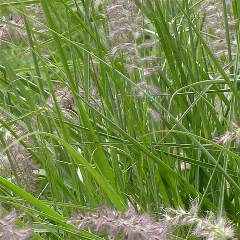 Orientalisches Lampenputzergras Karley Rose - Pennisetum orientale (Foliage)